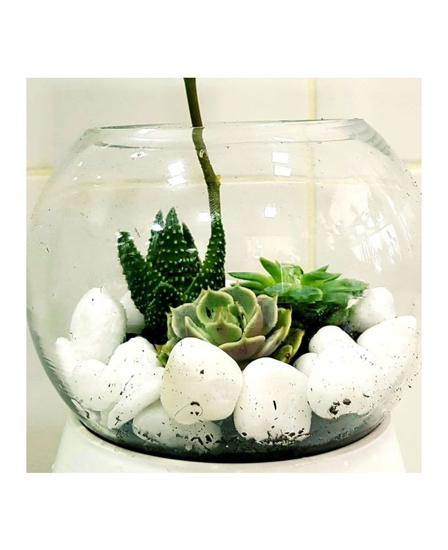 Picture of Terrarium T1