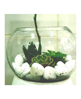 Picture of Terrarium T1